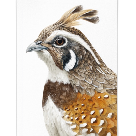 Watercolor Quail Wall Art Print, Unframed - Vibrant Nature-Inspired Home Decor - Picture 2 of 6